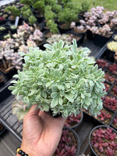 Load image into Gallery viewer, Echeveria Crested Silver Queen Variegated - April Farm/Rare Succulents