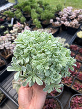 Load image into Gallery viewer, Echeveria Crested Silver Queen Variegated - April Farm/Rare Succulents