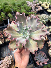 Load image into Gallery viewer, Echeveria Red Pinky Frills - April Farm/Rare Succulent