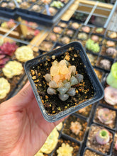 Load image into Gallery viewer, Haworthia obtusa neonlight variegated - April Farm/Rare Succulent
