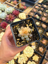 Load image into Gallery viewer, Haworthia obtusa neonlight variegated - April Farm/Rare Succulent
