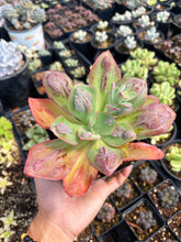 Load image into Gallery viewer, Echeveria Baron Bold - April Farm/Rare Succulent
