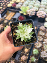 Load image into Gallery viewer, Haworthia Variegated Sugar Ice - April Farm/Rare Succulent