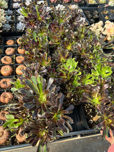Load image into Gallery viewer, Aeonium big bang - April Farm/Rare Succulents