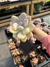 Load image into Gallery viewer, Variegated Pachyphytum (1) - April Farm/Rare Succulent