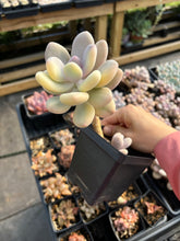 Load image into Gallery viewer, Variegated Pachyphytum (1) - April Farm/Rare Succulent