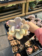 Load image into Gallery viewer, Variegated Pachyphytum (1) - April Farm/Rare Succulent