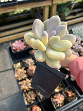 Load image into Gallery viewer, Variegated Pachyphytum (1) - April Farm/Rare Succulent