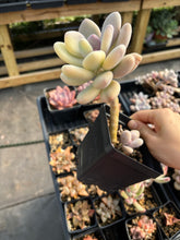 Load image into Gallery viewer, Variegated Pachyphytum (1) - April Farm/Rare Succulent