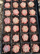 Load image into Gallery viewer, Echeveria Strawberry Cake - April Farm/Rare Succulents