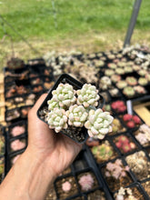 Load image into Gallery viewer, Sedum Variegated Clavatum cluster - April Farm/Rare Succulents