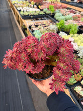 Load image into Gallery viewer, Aeonium Crested Peacock Plume - April Farm/Rare Succulent