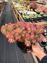 Load image into Gallery viewer, Aeonium Crested Fragrance Consort - April Farm/Rare Succulent