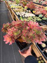 Load image into Gallery viewer, Aeonium Crested Fragrance Consort - April Farm/Rare Succulent