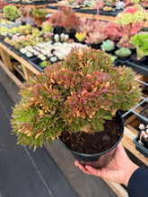 Load image into Gallery viewer, Aeonium Crested Coral - April Farm/Rare Succulent