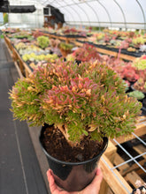 Load image into Gallery viewer, Aeonium Crested Coral - April Farm/Rare Succulent
