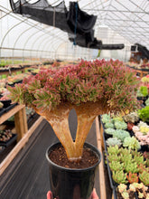 Load image into Gallery viewer, Aeonium Crested Athena (1) - April Farm/Rare Succulent