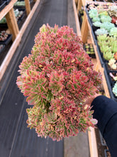 Load image into Gallery viewer, Aeonium Crested Athena (1) - April Farm/Rare Succulent