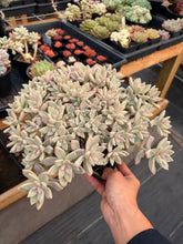 Load image into Gallery viewer, Graptoveria Crested Victor Kane - April Farm/Rare Succulents