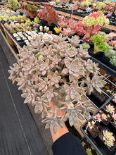 Load image into Gallery viewer, Graptoveria Victor Kane - April Farm/Rare Succulents