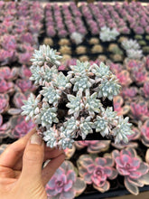 Load image into Gallery viewer, Dudleya gnoma S.W.McCabe (White Greenii) - April Farm/Rare Succulents