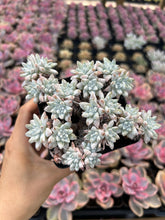 Load image into Gallery viewer, Dudleya gnoma S.W.McCabe (White Greenii) - April Farm/Rare Succulents