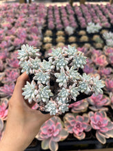 Load image into Gallery viewer, Dudleya gnoma S.W.McCabe (White Greenii) - April Farm/Rare Succulents