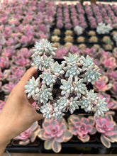 Load image into Gallery viewer, Dudleya gnoma S.W.McCabe (White Greenii) - April Farm/Rare Succulents