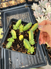 Load image into Gallery viewer, Pachyphytum compactum variegated leaves - April Farm/Rare Succulents