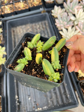 Load image into Gallery viewer, Pachyphytum compactum variegated leaves - April Farm/Rare Succulents