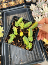 Load image into Gallery viewer, Pachyphytum compactum variegated leaves - April Farm/Rare Succulents