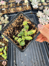 Load image into Gallery viewer, Pachyphytum compactum variegated leaves - April Farm/Rare Succulents