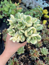 Load image into Gallery viewer, Cotyledon tomentosa Harv. variegated cv. "Bear's paws" "lady smith" - April Farm/Rare Succulents