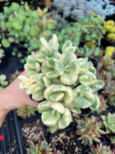 Load image into Gallery viewer, Cotyledon tomentosa Harv. variegated cv. "Bear's paws" "lady smith" - April Farm/Rare Succulents