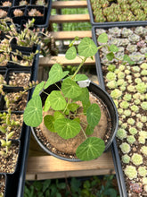 Load image into Gallery viewer, Giant Stephania Cepharantha Bulb - April Farm/Rare Succulents