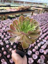 Load image into Gallery viewer, Aeonium sp black witch - April Farm/Rare Succulents