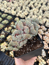 Load image into Gallery viewer, Echeveria Chrissy and Ryan crested - April Farm/Rare Succulents