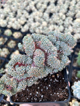 Load image into Gallery viewer, Echeveria Chrissy and Ryan crested - April Farm/Rare Succulents