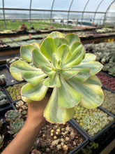 Load image into Gallery viewer, Echeveria Sunset Peony Variegated - April Farm/Rare Succulents