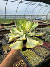 Load image into Gallery viewer, Echeveria Sunset Peony Variegated - April Farm/Rare Succulents
