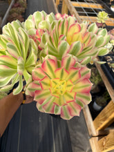Load image into Gallery viewer, Aeonium Pink Witch Bouquet (3) - April Farm/Rare Succulent