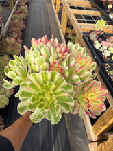 Load image into Gallery viewer, Aeonium Pink Witch Bouquet (3) - April Farm/Rare Succulent