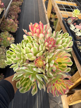 Load image into Gallery viewer, Aeonium Pink Witch Bouquet (3) - April Farm/Rare Succulent