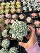 Load image into Gallery viewer, Echeveria Variegated Blue Apple - April Farm/Rare Succulent