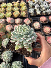 Load image into Gallery viewer, Echeveria Variegated Blue Apple - April Farm/Rare Succulent