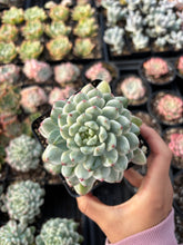 Load image into Gallery viewer, Echeveria Variegated Blue Apple - April Farm/Rare Succulent