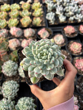 Load image into Gallery viewer, Echeveria Variegated Blue Apple - April Farm/Rare Succulent