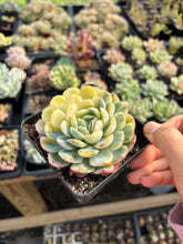 Load image into Gallery viewer, Echeveria Lemon Berry variegated - April Farm/Rare Succulents