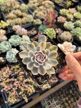 Load image into Gallery viewer, Echeveria Variegated Tiny Burger - April Farm/Rare Succulent
