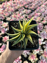 Load image into Gallery viewer, Haworthia limifolia variegata - April Farm/Rare Succulents